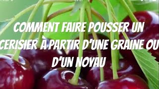 COMMENT SEMER UN NOYAU DE CERISE 🍒 faire pousser un cerisier