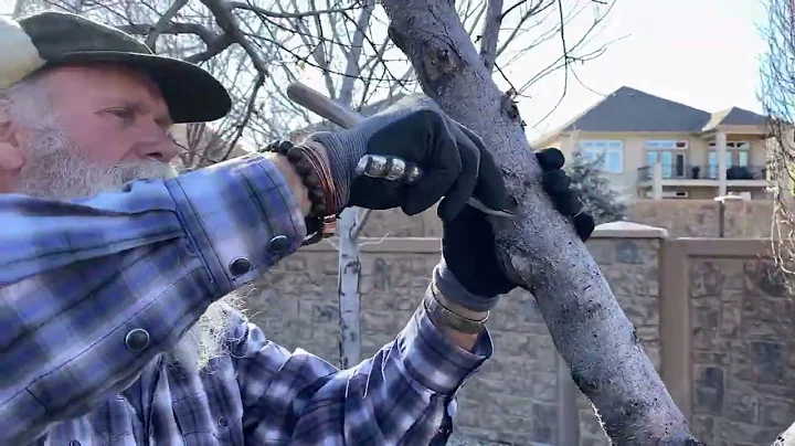 HOW CAN I TELL IF MY TREE IS STRUGGLING?