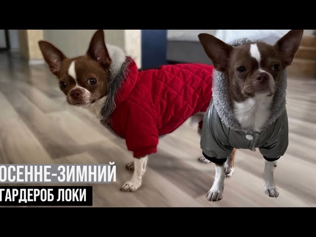 УТЕПЛЯЕМСЯ/ОДЕЖДА ДЛЯ СОБАК,ГДЕ ПОКУПАЮ/ГАРДЕРОБ ДЛЯ ЧИХУАХУА НА ОСЕНЬ/ЗИМУ.СОВЕТЫ