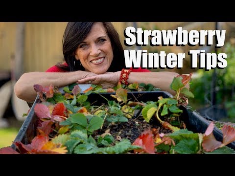 Strawberry Winter Tips for Cold &  Warm Winter Climates to Jump Start Spring Berries