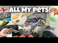 ALL MY ANIMALS In ONE VIDEO!!