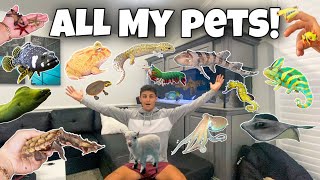 ALL MY ANIMALS In ONE VIDEO!!