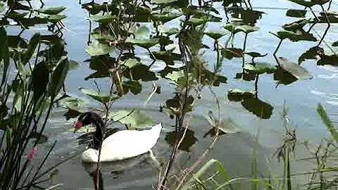 Black and White Swan