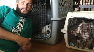 How to Crate training tips