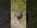 Snapper turtle snappingturtle snapperturtle