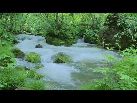 Video Tiếng nước suối chảy róc rách Chim hót trong rừng ????... - youtube