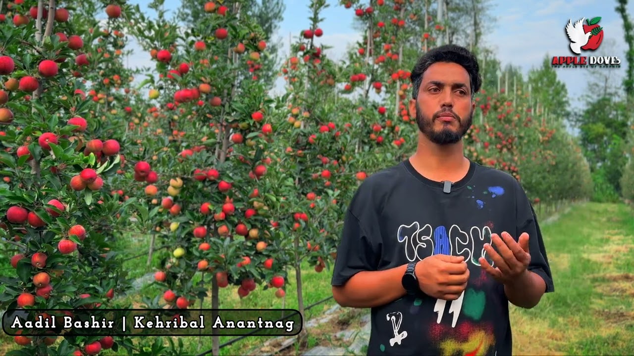 High Density Apple Orchard | Italy Apple Garden | Kashmir | Apple Dove Private Limited | 