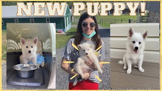 WE GOT A NEW PUPPY! Bringing Home our 8 Week Old American Eskimo [We have 5 Cats and 1 Dog Now]