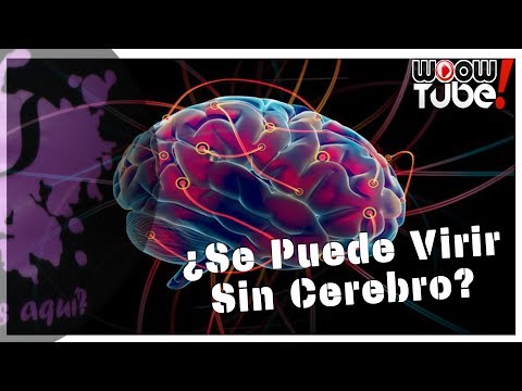 Vídeo: Vida Sin Cerebro - Vista Alternativa