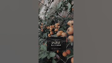 القارئ مشاري البغلي                       سورة الأحزاب