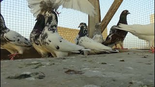 HighFlyer Pigeon Setup Visit Royle Teddy Ali Wale  Kasni and Banke Kabutar in Urdu/Hindi.