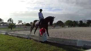 Horse Royal HeartBreaker (Roy). Rider JD Sosa, Third Level Test 3, White Fences 02/23/2019