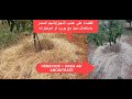 القضاء على عشب النجيل المدمر باستعمال مبيد مع يوريا أو أمونيترات HERBECIDE+UREA46/AMONITRATE
