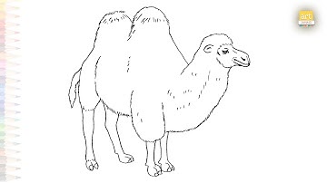 Bactrian camel drawings easy | Desert animal sketches | How to draw A Bactrian camel step by step