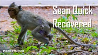 Very Good Adult Monkey Sean Quick Recovered - Vos Feeding Sean - Monkey Buzz 596