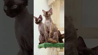 Favorite cat breed. Young cats of the Devon Rex breed.