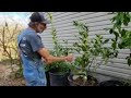 DO This in the SPRING to Your CITRUS TREES!