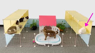 How To Make Mobile House with a Resting and Relaxation area for Pomeranian Poodle Dogs & Cute Kitten by MR PET FAMILY 15,266 views 7 months ago 5 minutes, 14 seconds
