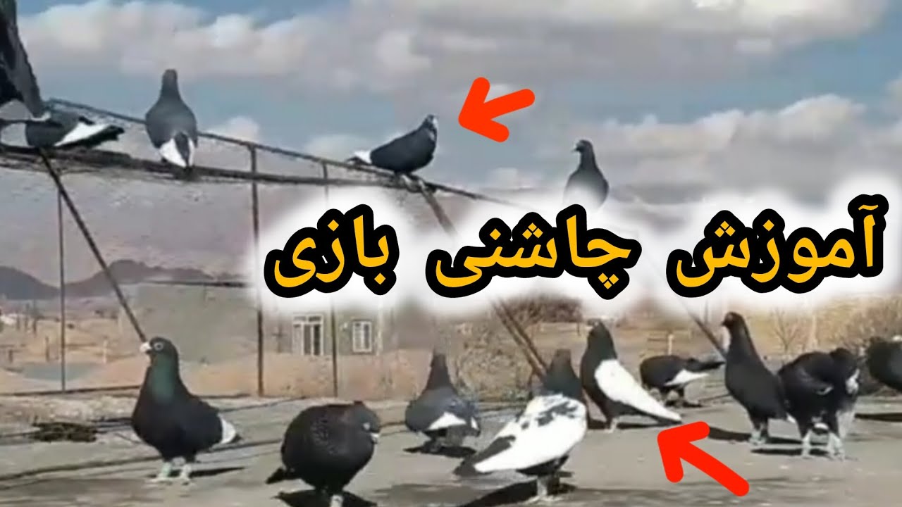 آموزش چاشنی بازی /  با استاد مالک حسینی پلنگ باز اسطوره کرمانی