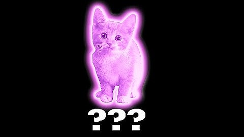 16 Kitten "MEOW" Sound Variations in 30 Seconds