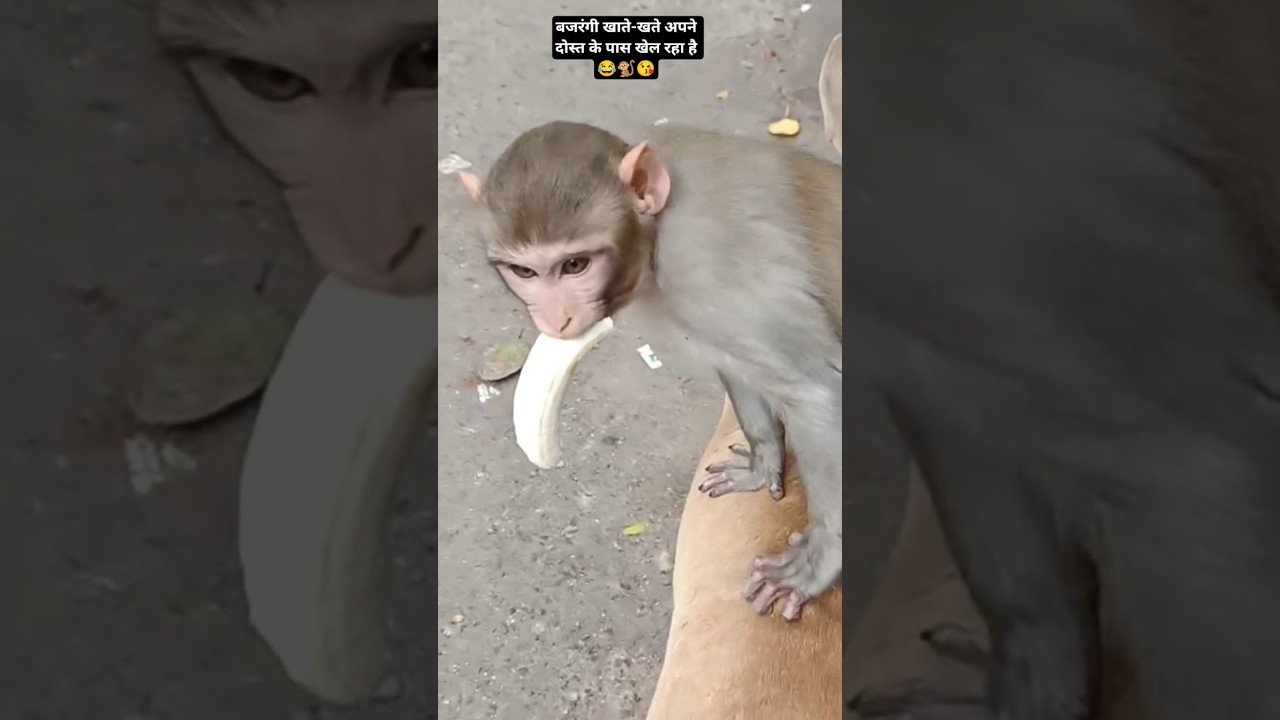 बजरंगी...😂🐒😘 खाते-खाते अपने दोस्त के पास खेल रहा है#bajrangi #shorts #shortsfeed
