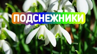 Красивые подснежники с успокаивающей мелодией