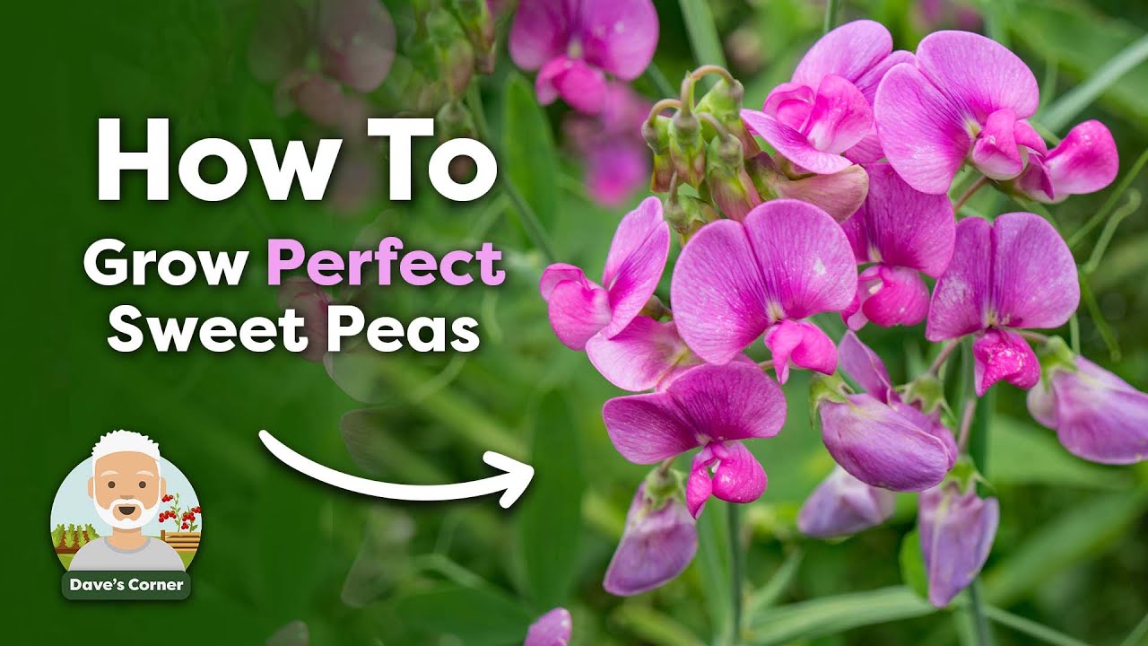 When to Sow Sweet Pea Seeds YouTube