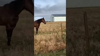 Snoopy Con Sus Amigos