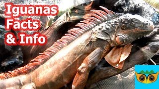 Iguana Facts & Information by Animal World DuDu 757 views 5 years ago 5 minutes, 36 seconds