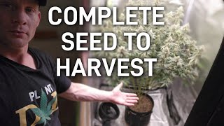 Complete Seed to Harvest, 1 Giant Plant In a Spiderfarmer 3x3 Tent