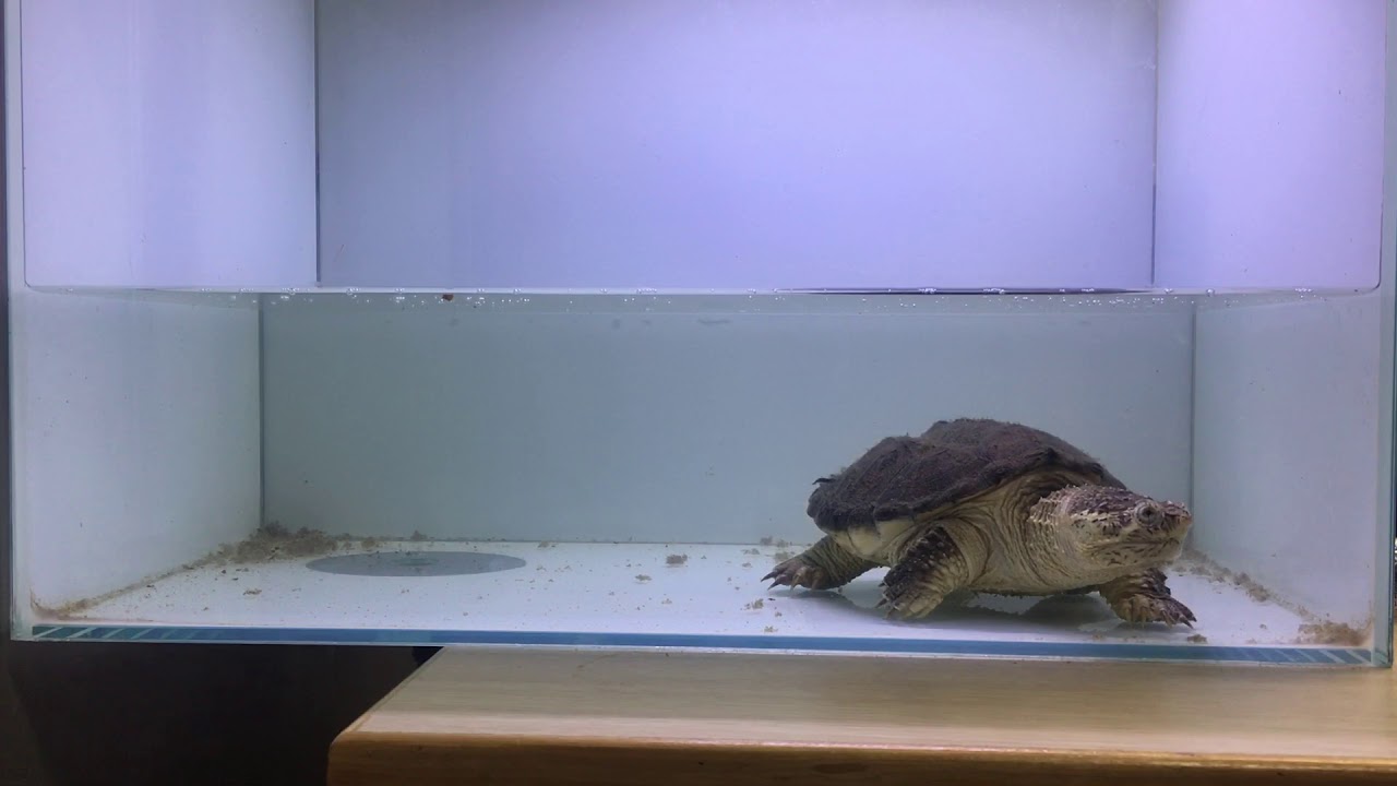 camera iphone 8 plus apk 2017/12/4 北美擬鱷龜時冷凍魚 common snapping turtle