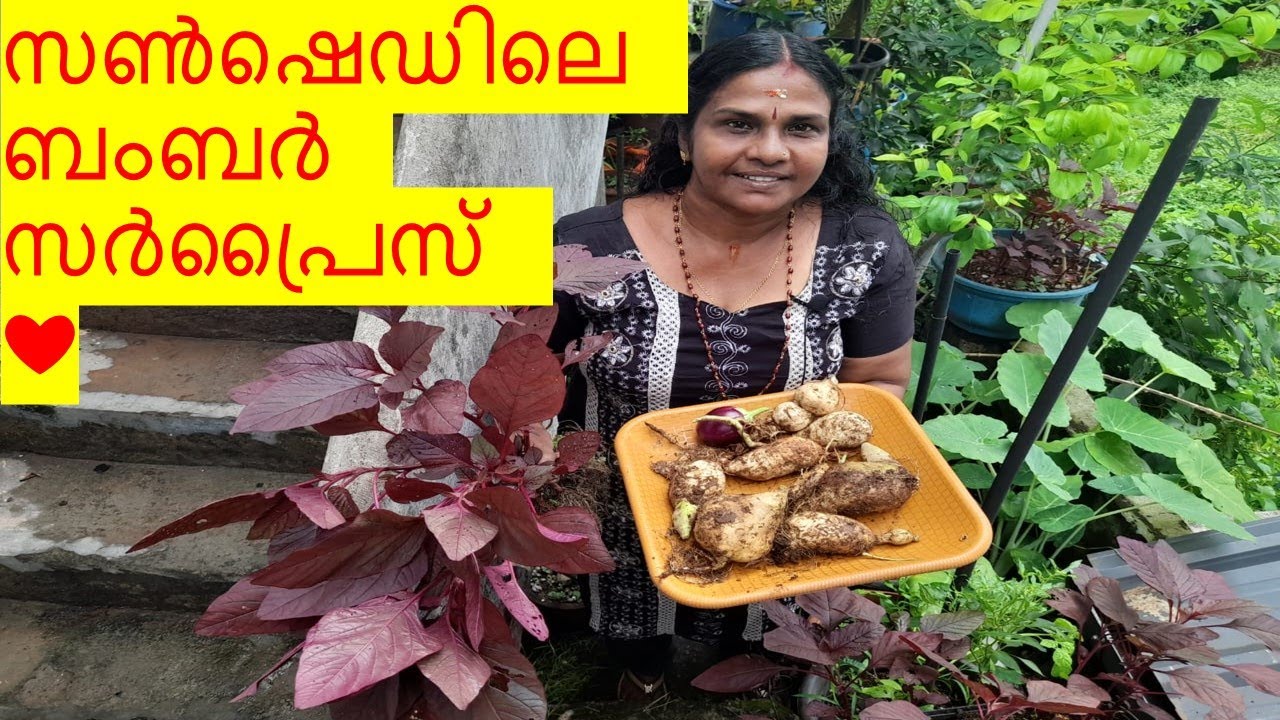 സൺഷെഡിലെ ബംബർ സർപ്രൈസ് ❤