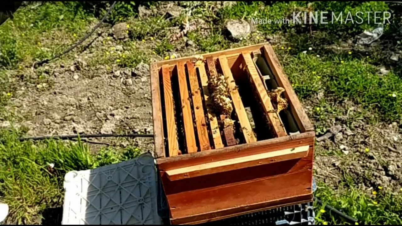 В техническом пчеловодстве одновременно выполняются 5 процессов.