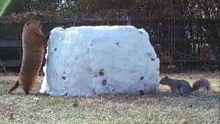 Groundhog eats snow off of HUGE snowball and encounters a squirrel