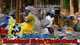 Suara Pikat Kutilang Ribut Kombinasi Sirtu/Cipoh Burcil. Auto Langsung Turun..