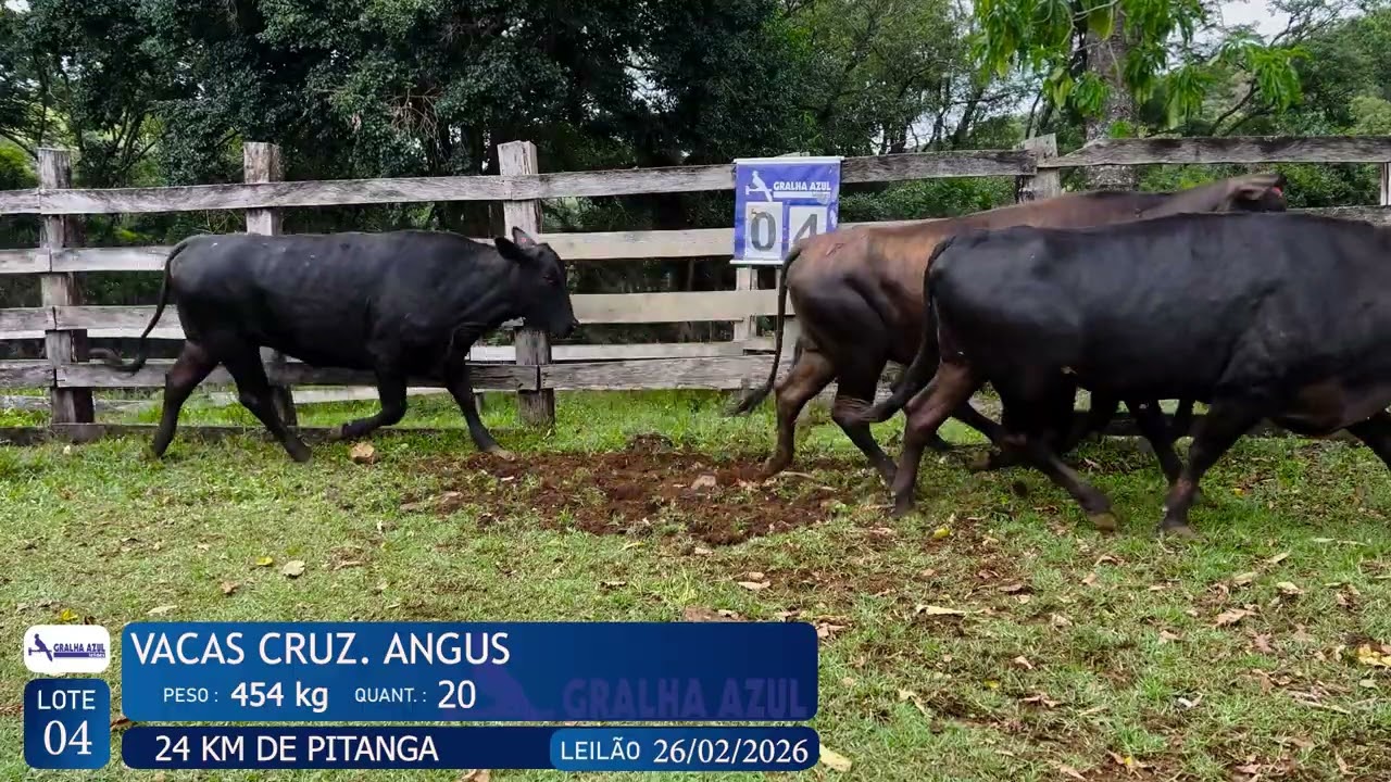 LOTE 04 - VACAS CRUZ. ANGUS