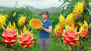 Harvesting Red Bamboo Shoot Goes To Market Sell - Vegetable gardening | Tiểu Vân Daily Life