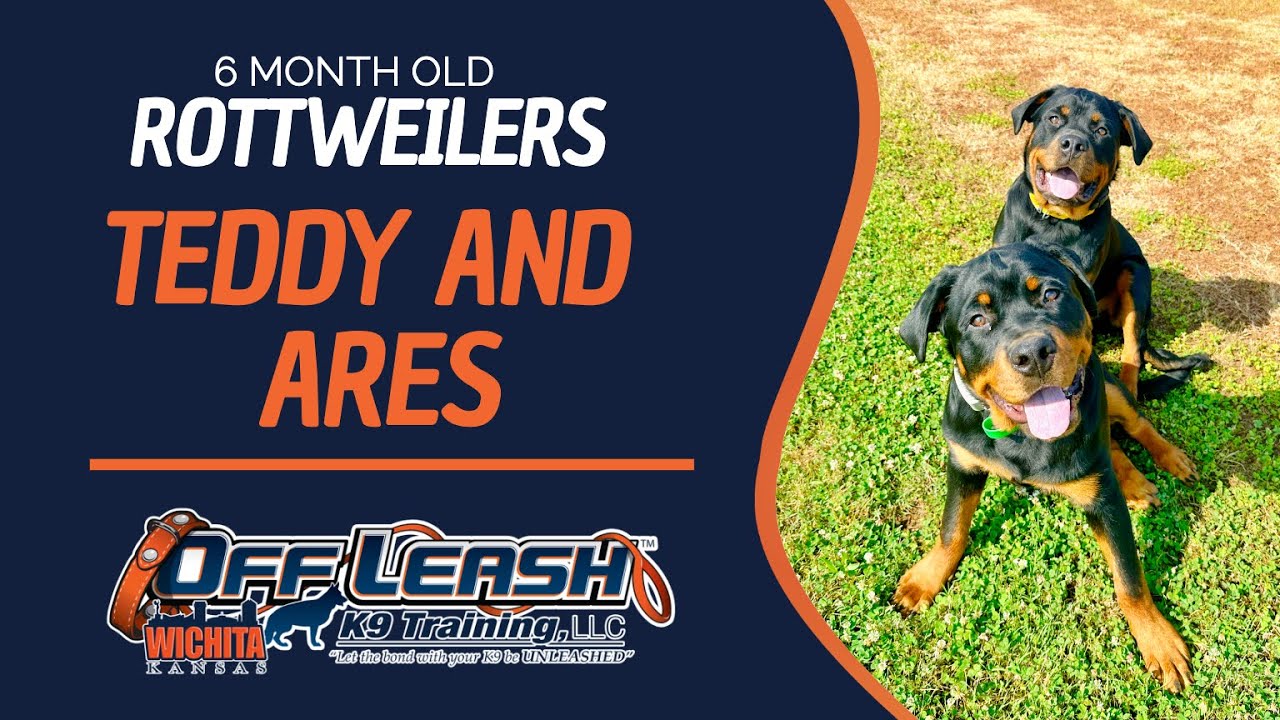 6 Month Old Rottweilers Best Rottweiler Dog Training Off Leash K9