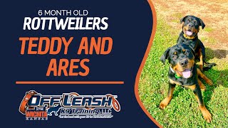 6 Month Old Rottweilers | Best Rottweiler Dog Training | Off Leash K9 | Board & Train | Wichita, KS