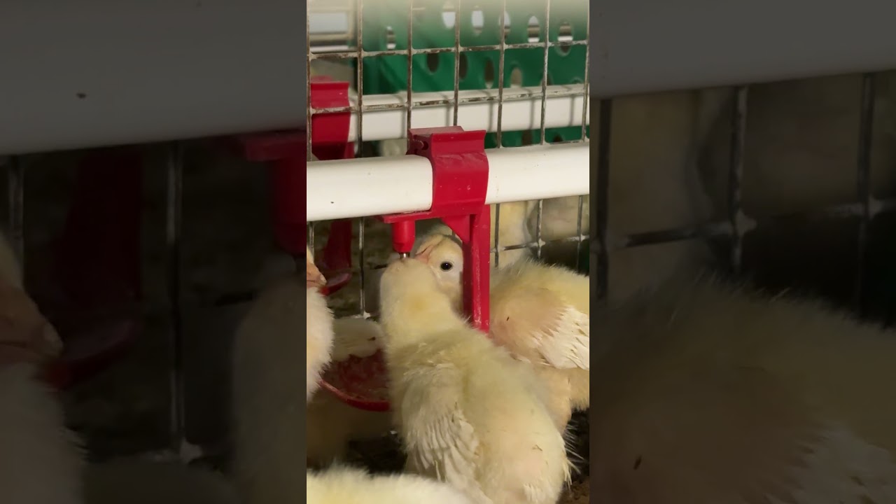 Their feathers are full, clean, and healthy-looking 