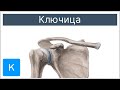 Ключица - Анатомия человека | Kenhub