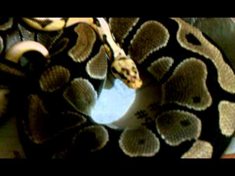 Ball python breeding bumblebee x Normal