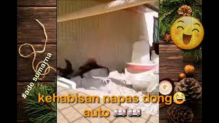 Viral Ayam Jago Pingsan Ayam Tiktok