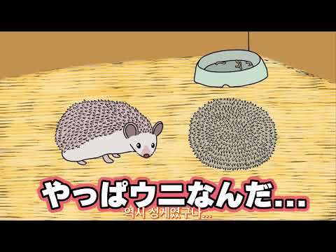 [FULL] 바다의 고슴도치? | A Sea Hedgehog?