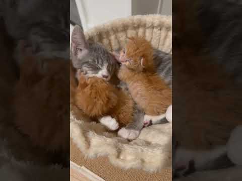 Poppy Was Made For This Cats Kittens Fostermom Catmom Love Cute Catlover Catlife Kitty 