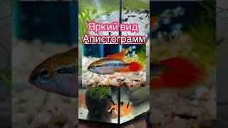 Карликовая яркая цихлида