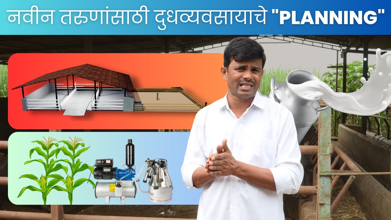 नवीन तरुणांसाठी दुधव्यवसायाचे 