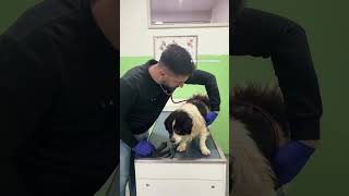 Mission Leben retten 🫡 #savethedogsbih  #rescueddogs  #pleasehelp #pleasedonate