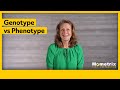 Genotypes and Phenotypes: Unraveling Genetic Traits and Inheritance