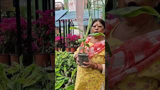 Banana varieties: G9 & Red Banana #iamthegardener #g9banana #bananaplantation